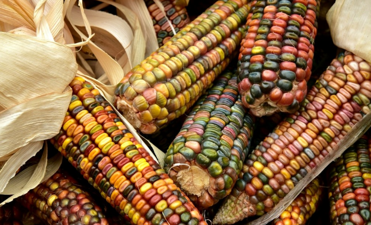 Image of colorful corn