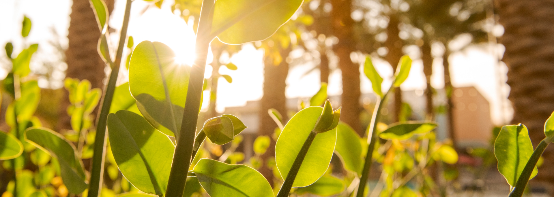 ASU well-being resources